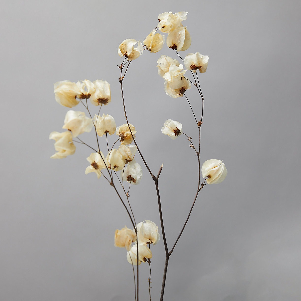 bleached cara blossom dried flowers from Terrain