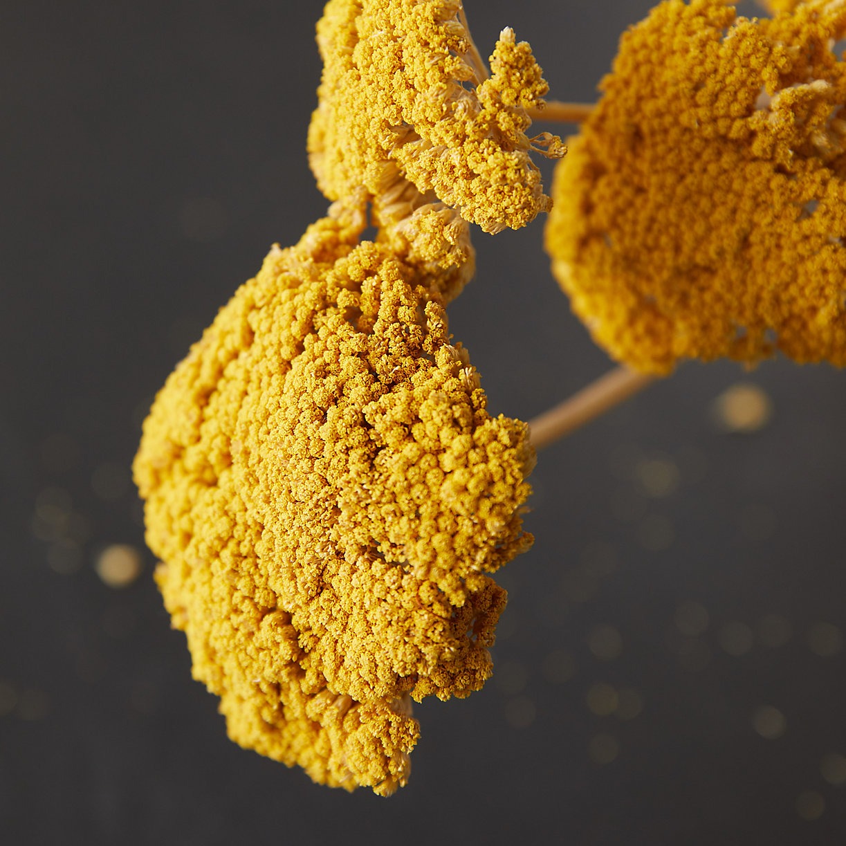 yellow yarrow dried flowers from Terrain that can be bought online